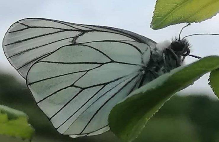 il miracoloso ritorno della farfalla bianca venata di nero