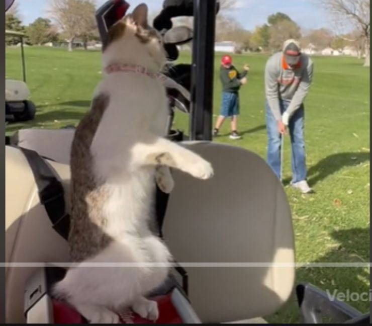gatta demi balla golf