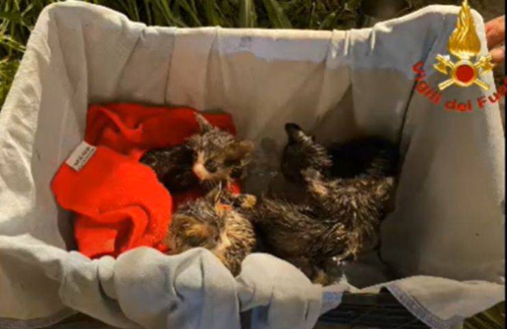 Gattini salvati tubo Vigili