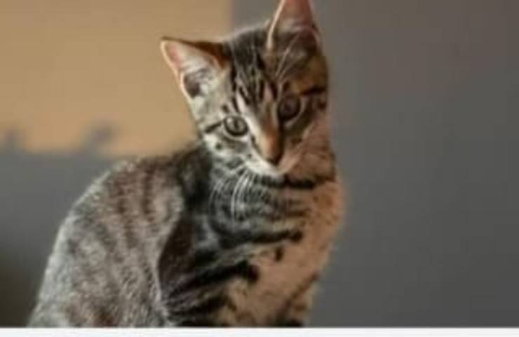 Gatto precipita nel vuoto per 40 metri le sue condizioni