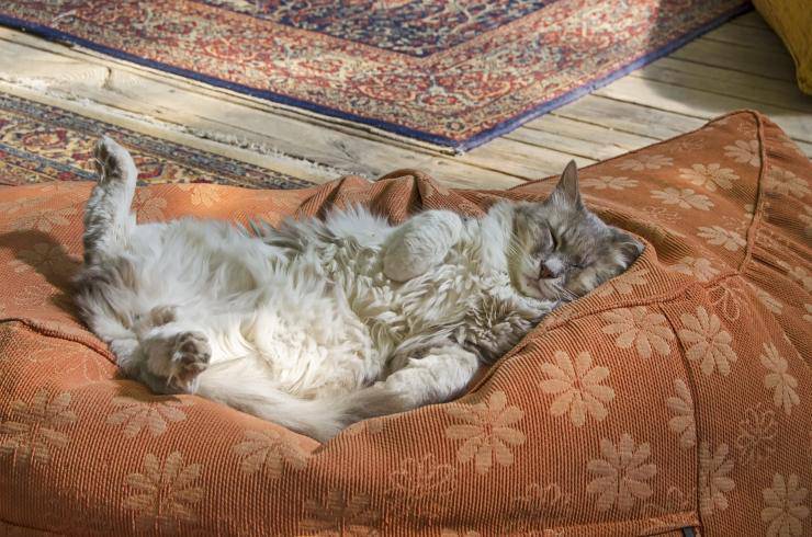 gatto addormentato