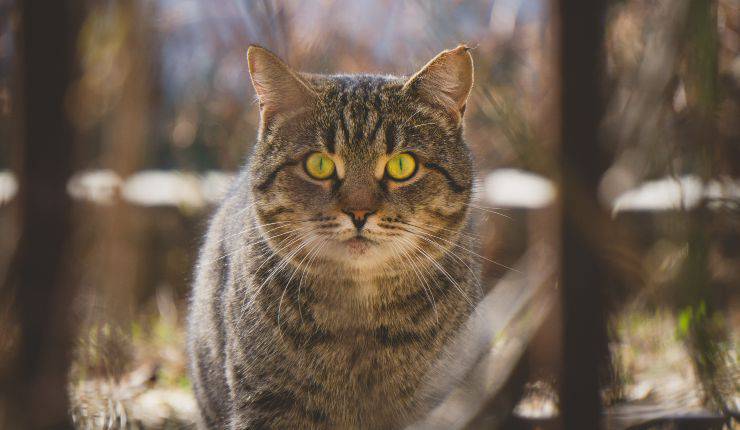 gatto arrabbiato