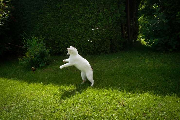 gatto bianco gioca in giardino
