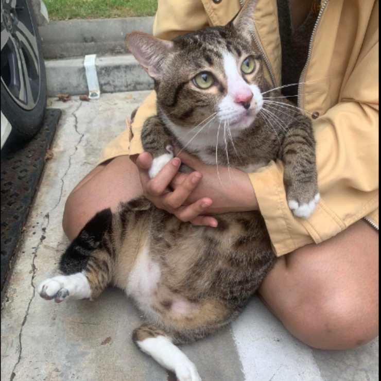gatto caduto ferito parabrezza