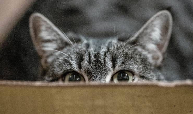 gatto si nasconde