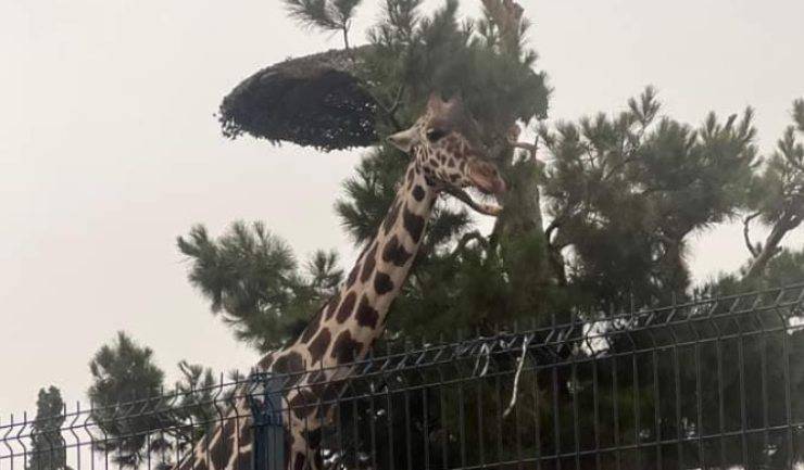 Giraffa Benito 