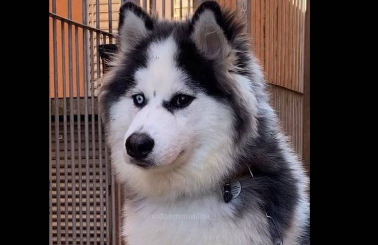 cane husky aiuta