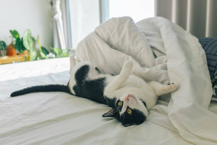 Il felino e il dormire con l'umano