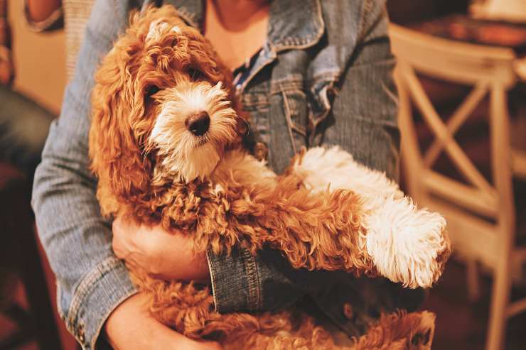 I cani più sensibili