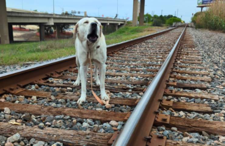 cane legato binari treno
