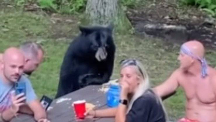 orso al tavolo