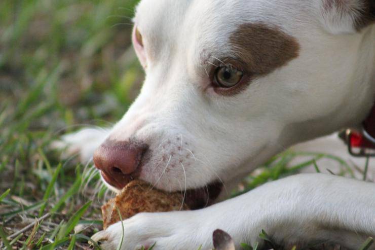 Cane mangia 