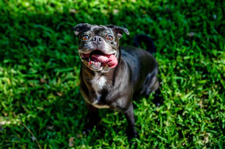 Il cane a giugno