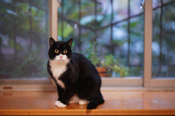 Il comportamento di micio