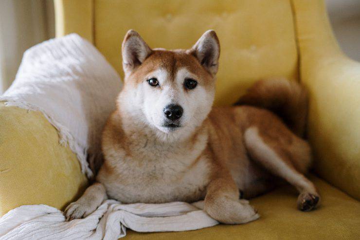 Cane e l'odore nell'ambiente domestico