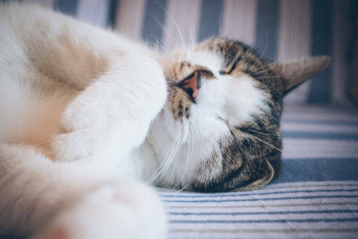 Il comportamento del felino