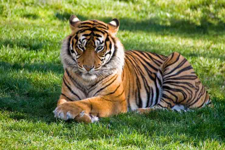 Animali vietati per legge