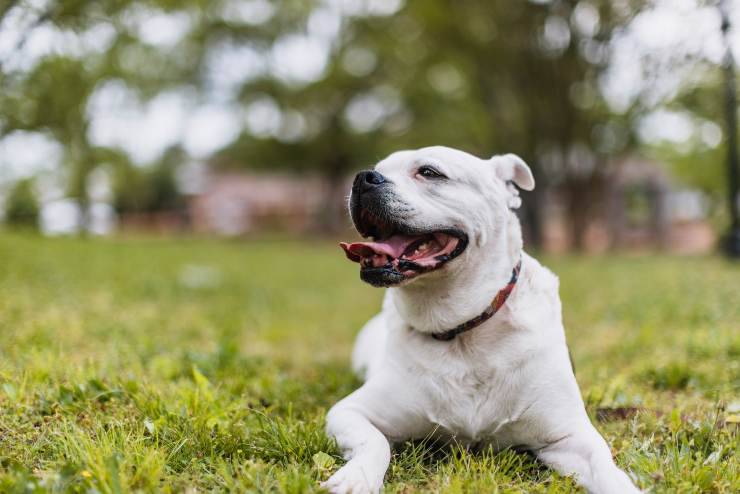 Pulizia dentale per il pet