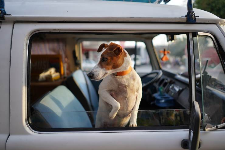 Il cane in auto