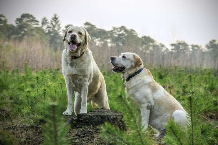 Esemplare femmina monta altri cani