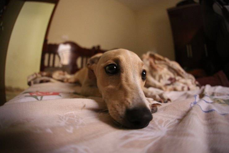 Il comportamento di fido