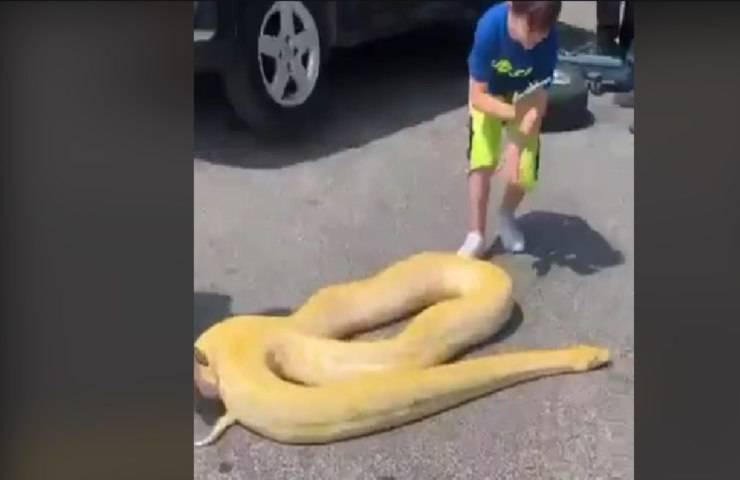 Pitone albino trovato in strada i passanti si fermano a giocarci