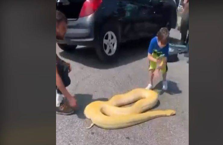 Pitone albino trovato in strada i passanti si fermano a giocarci