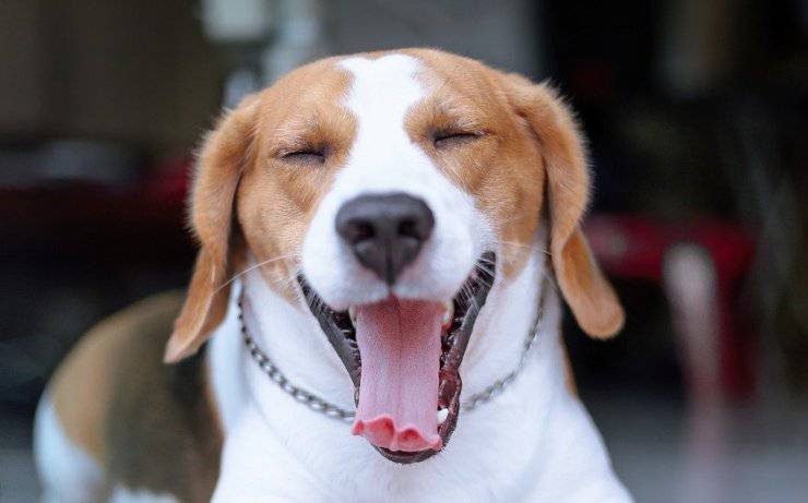 sbadiglio del cane 