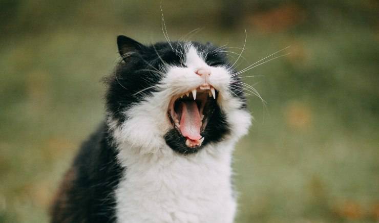 gatto sbadiglia