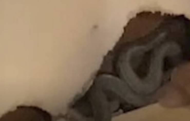 serpenti nel muro