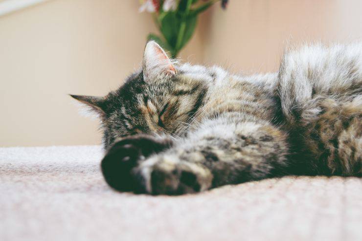 Il gatto è in calore