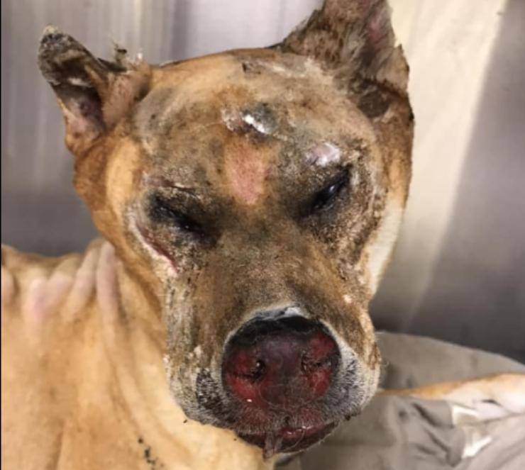 cagnolino taka incendio ustionato