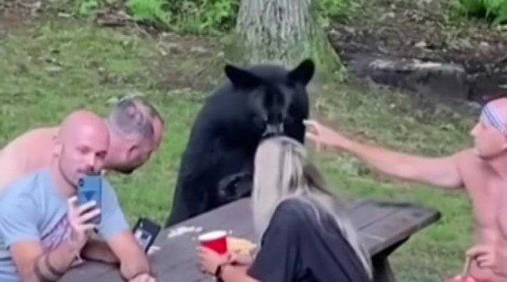 Uomo tocca l'orso