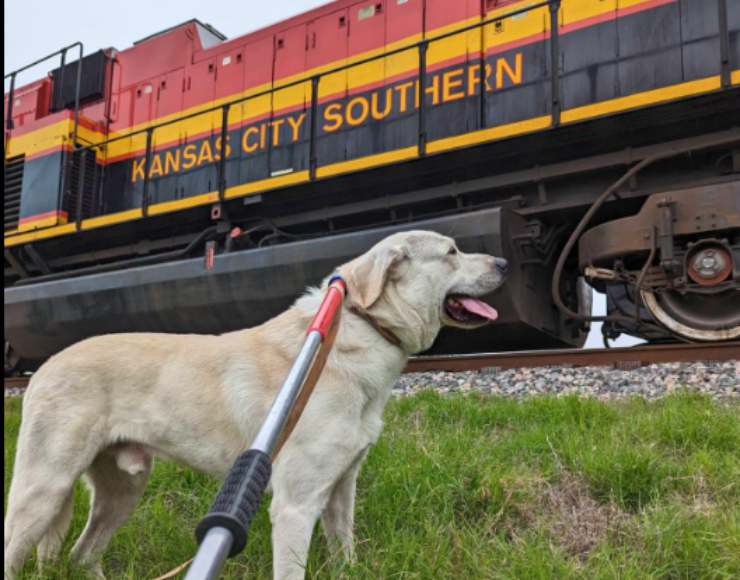 lucky cane salvato treno