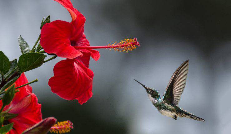 uccellino vicino ai fiori