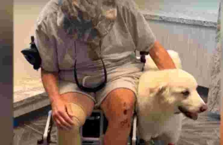 uomo e il so cane attaccati dalle api 2