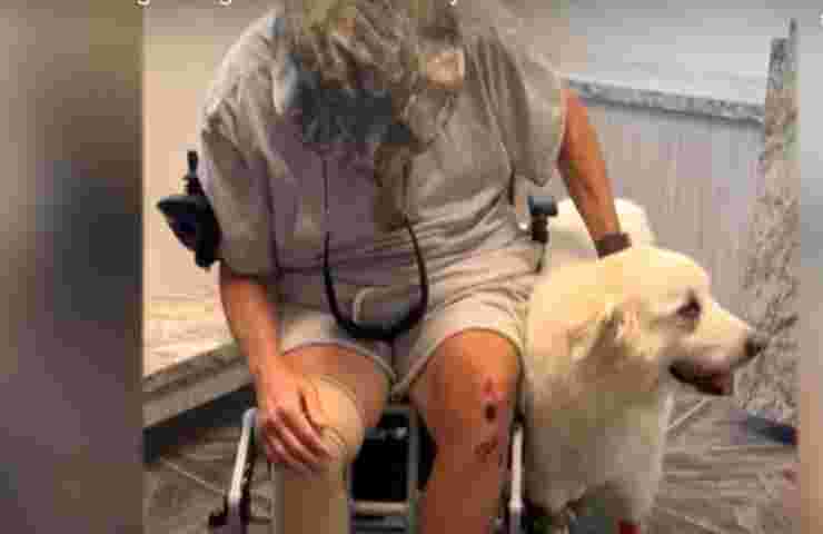uomo e il so cane attaccati dalle api
