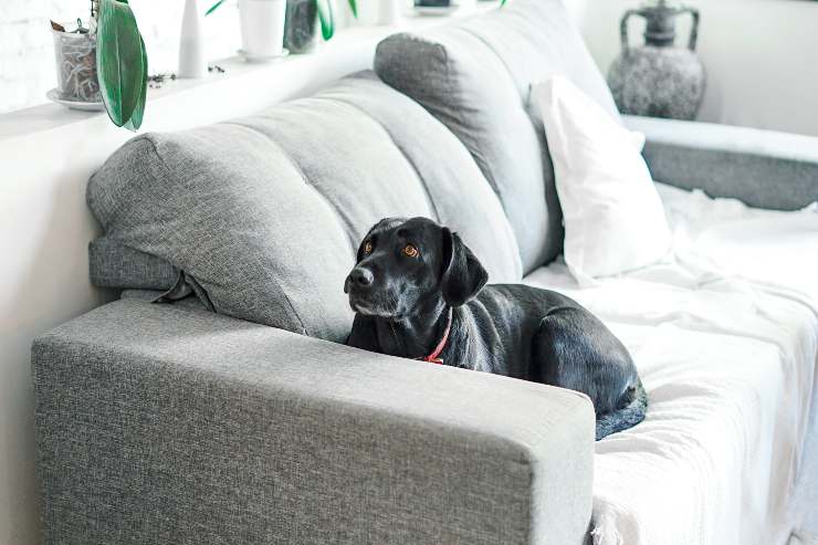 Il forte odore del pet in casa
