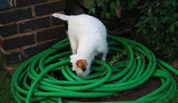 cane bianco annusa