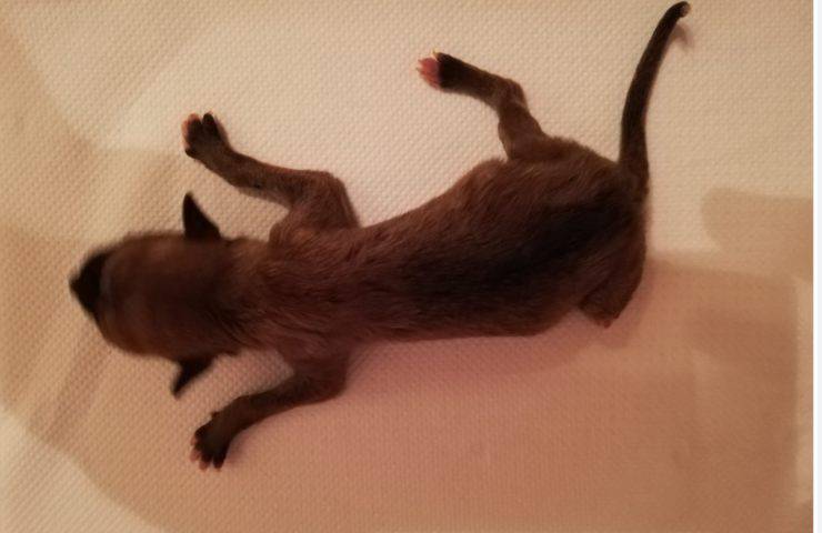 due giorni sacco cuccioli
