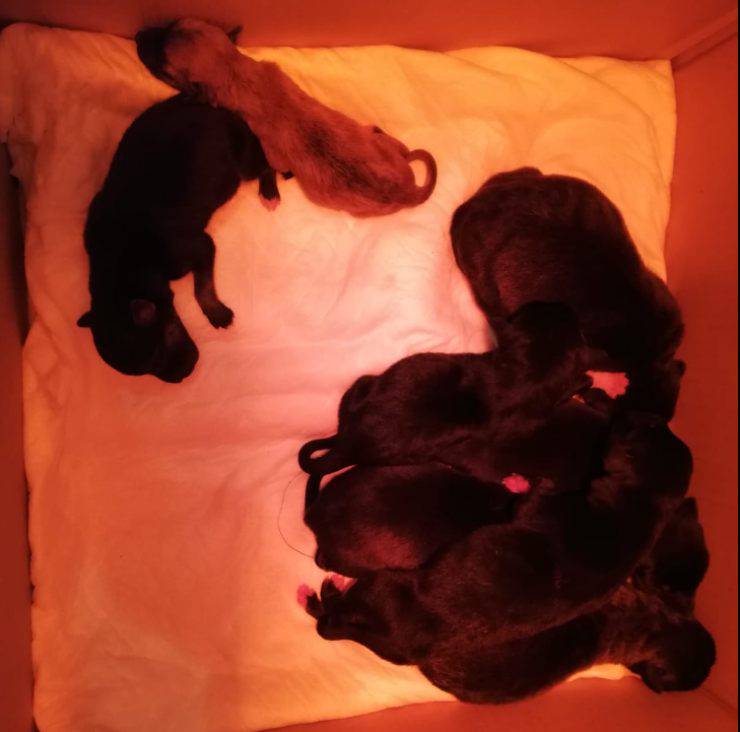 due giorni abbandonati cagnolini