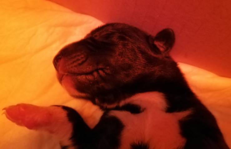 due giorni cuccioli cane