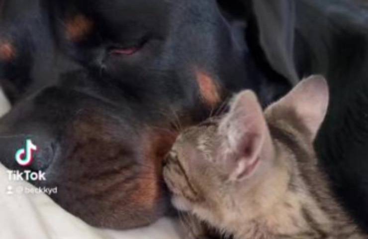 cane amici nanna rassicurazione