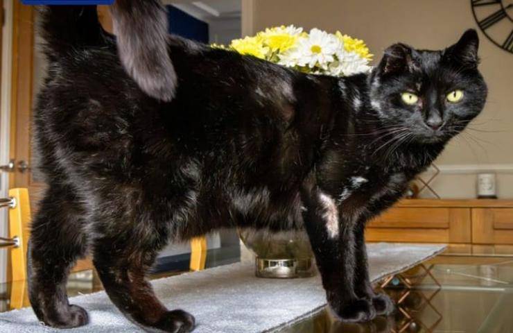 Gatto ustionato con l'acqua bollente in fin di vita.