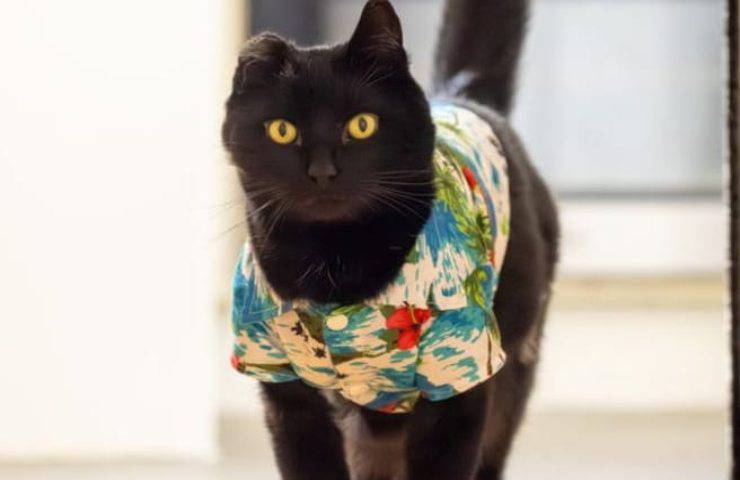 Gatto ustionato con l'acqua bollente in fin di vita.