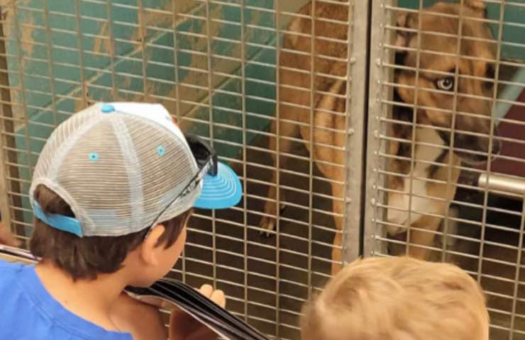 studenti bimbi animali box