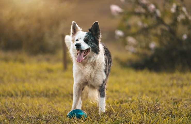 Border Collie