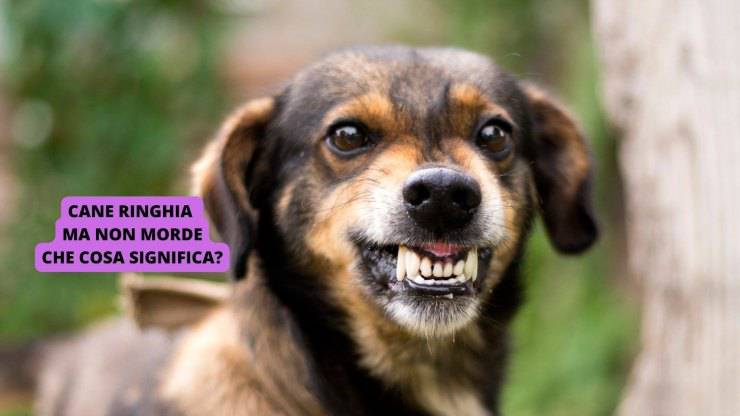 Cane ringhia