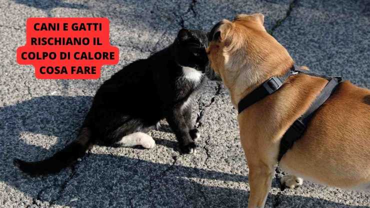 Cane e gatto
