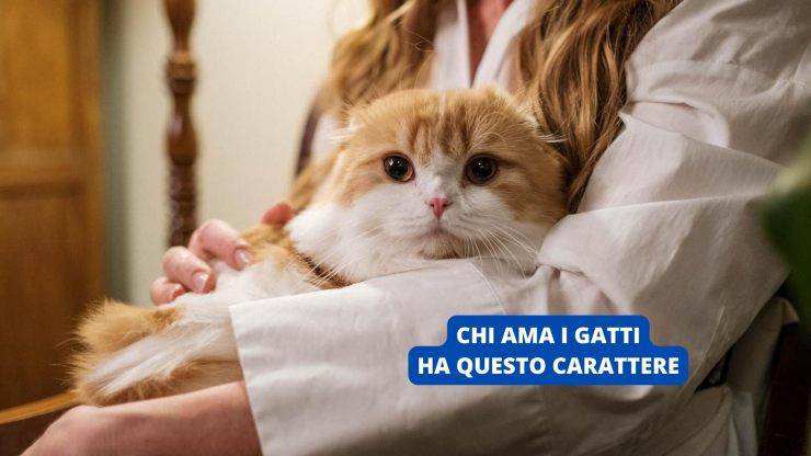 gatto in braccio